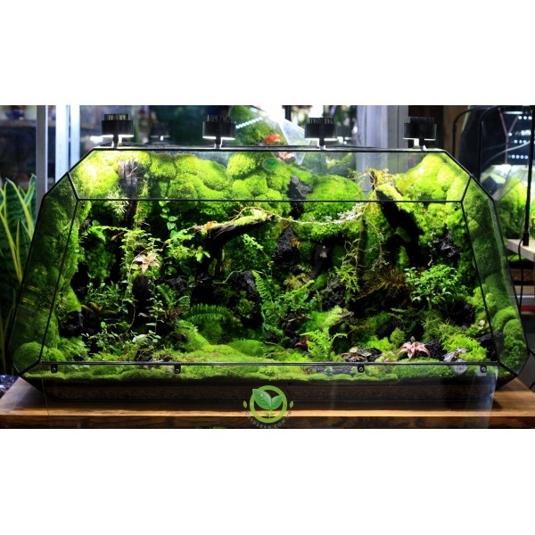 Terrarium Đa Giác Vulcan 861