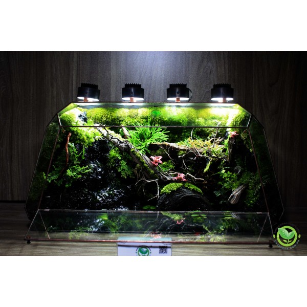 Paludarium Đa Giác Vulcan 60 natural