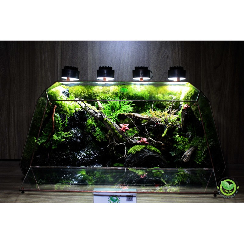 Paludarium Đa Giác Vulcan 60 natural