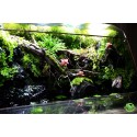 Paludarium Đa Giác Vulcan 60 natural