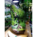 Terrarium Đa Giác T09