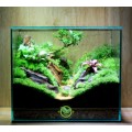 Terrarium Lối Về