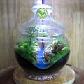 Terrarium Teacher's Day