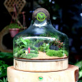 Terrarium nắp kín 30