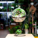 Terrarium Quả Cầu Treo 15