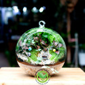 Terrarium Quả Cầu Treo 15