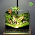 Terrarium Trưa Hè