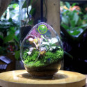 Terrarium Quả Trứng trung