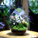 Terrarium Quả Trứng trung