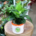 Cây Đuôi Công Xanh (Calathea roseopicta Medallion)