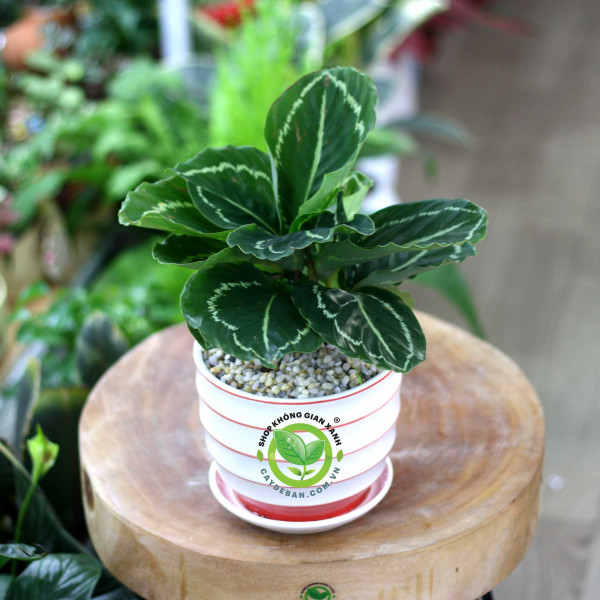 Cây Đuôi Công Xanh (Calathea roseopicta Medallion)