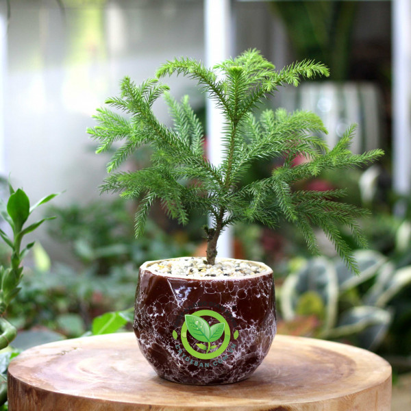 Cây Tùng Bách Tán