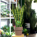 Cây Lưỡi Hổ Sansevieria Futura Superba