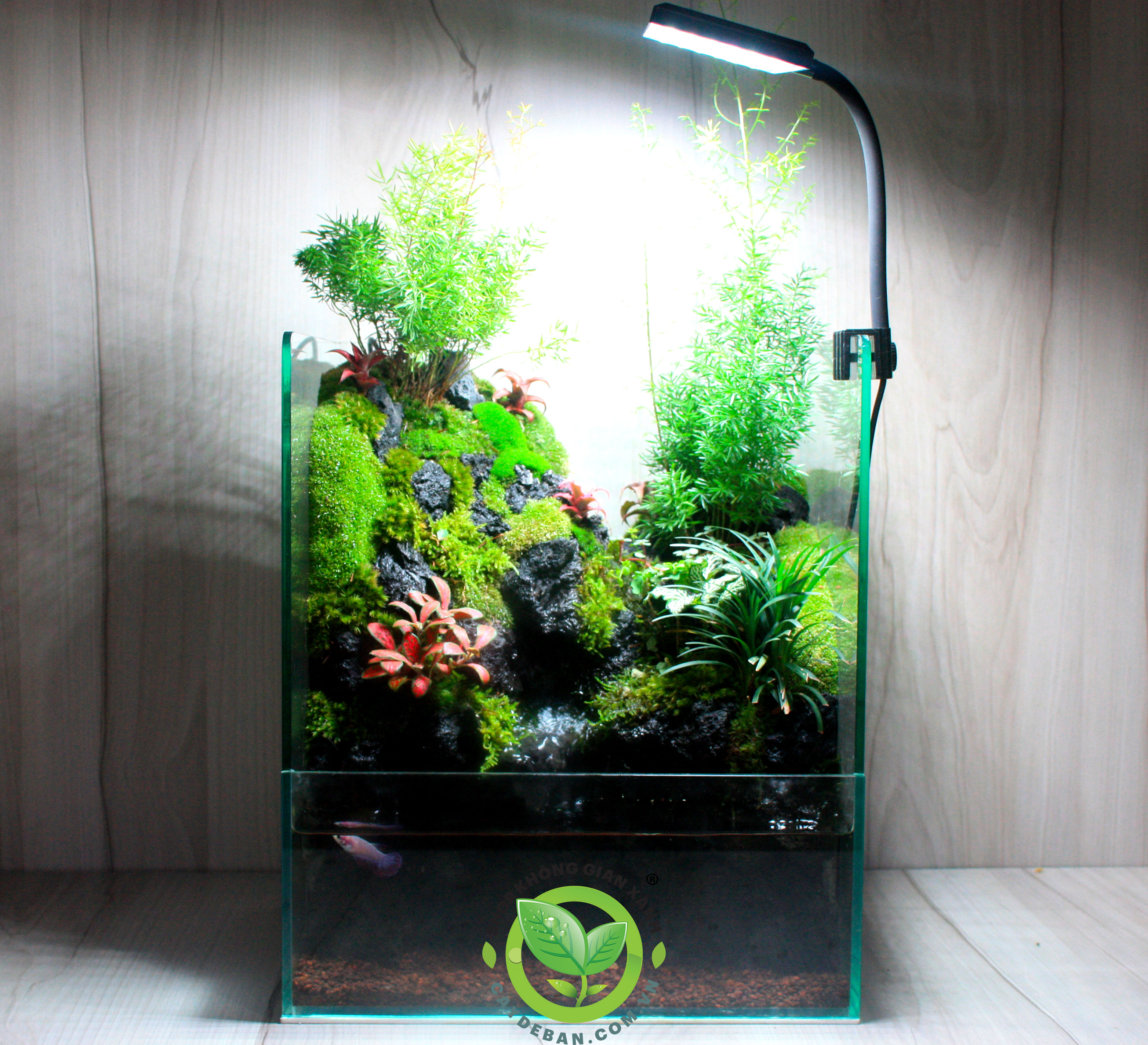 Paludarium-Doi-Truc 30.25.35