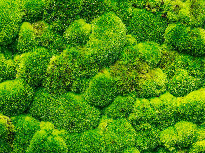 Rêu Cushion | Cushion moss