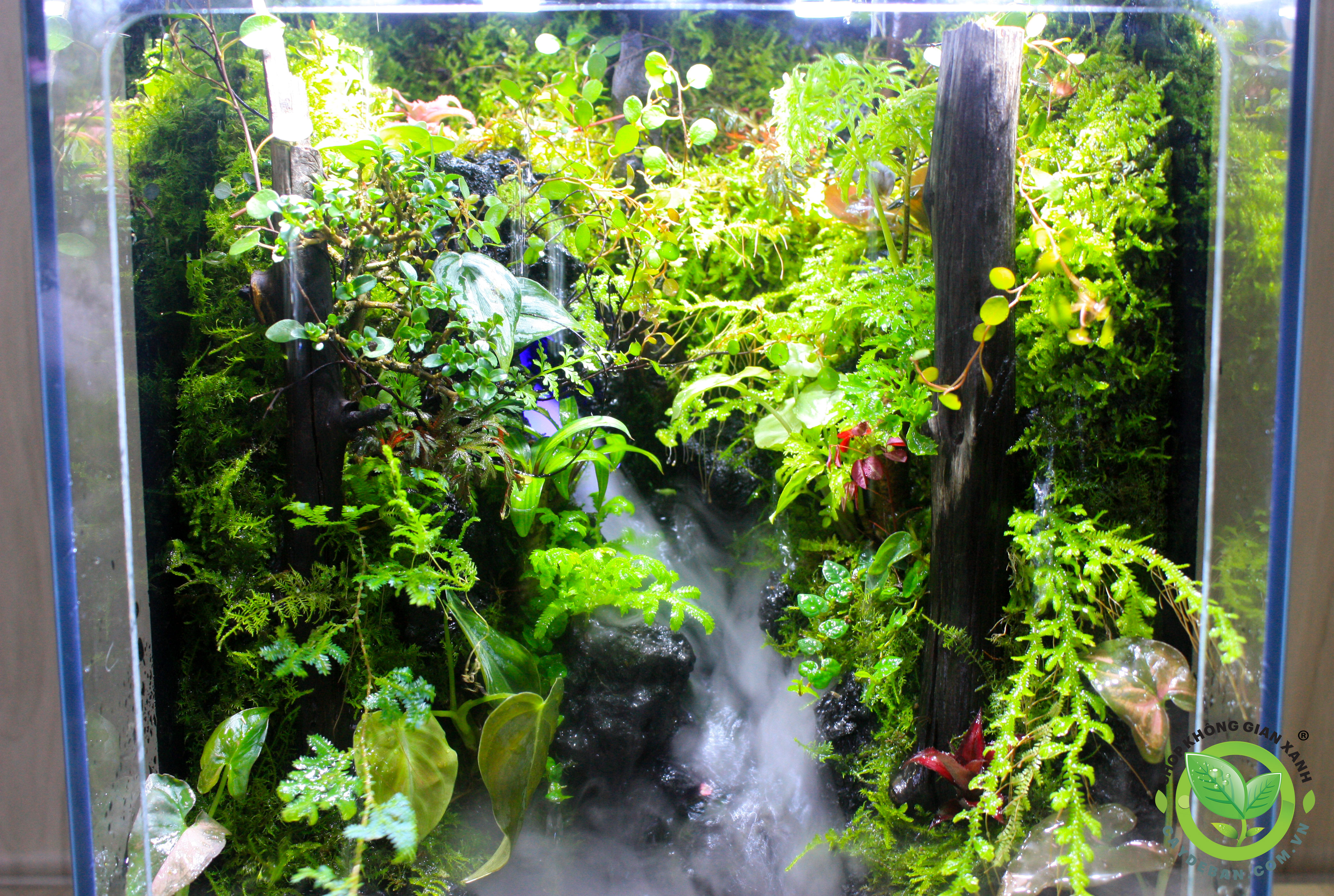 Paludarium Rainforet - Rừng mưa bán cạn