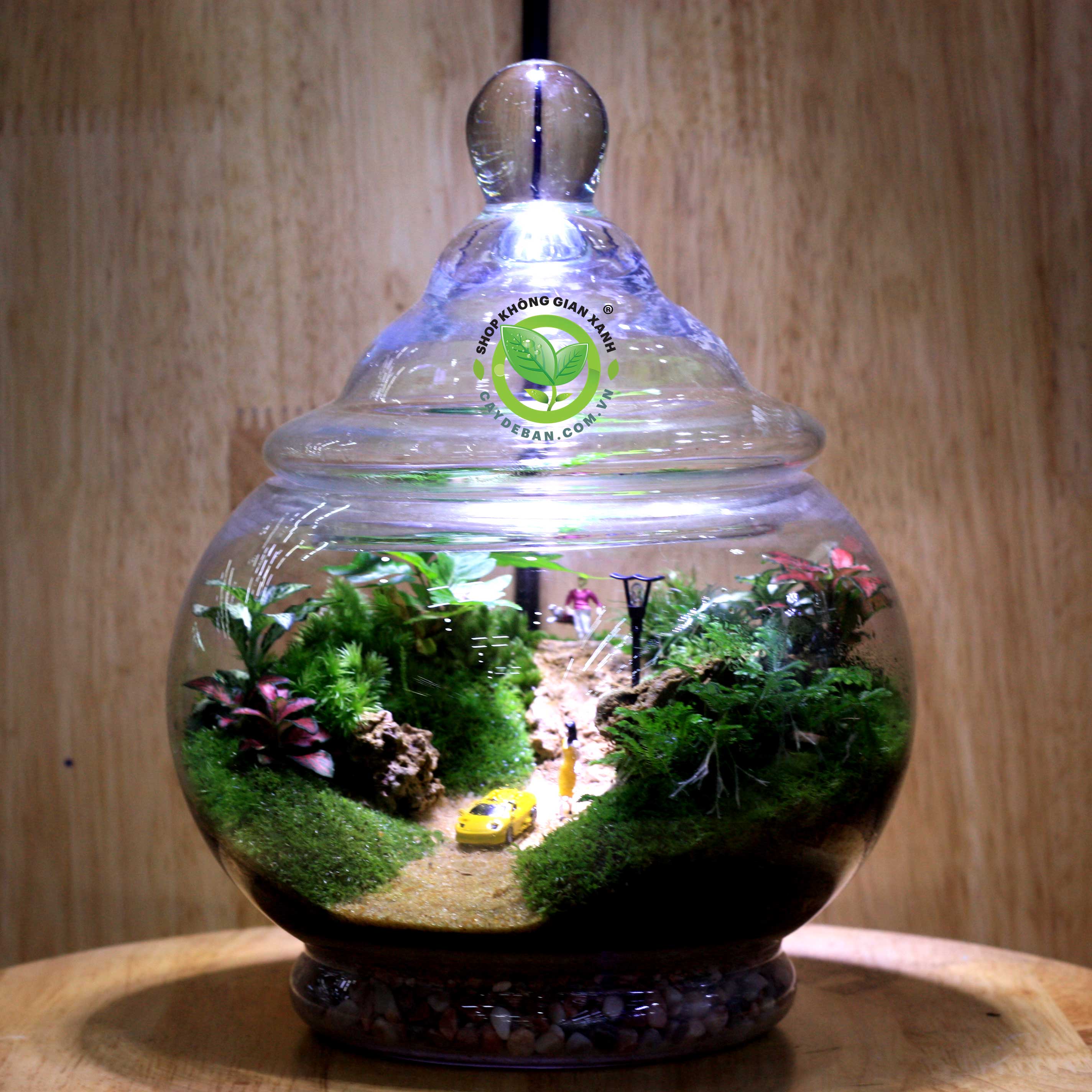 Terrarium Ang 17