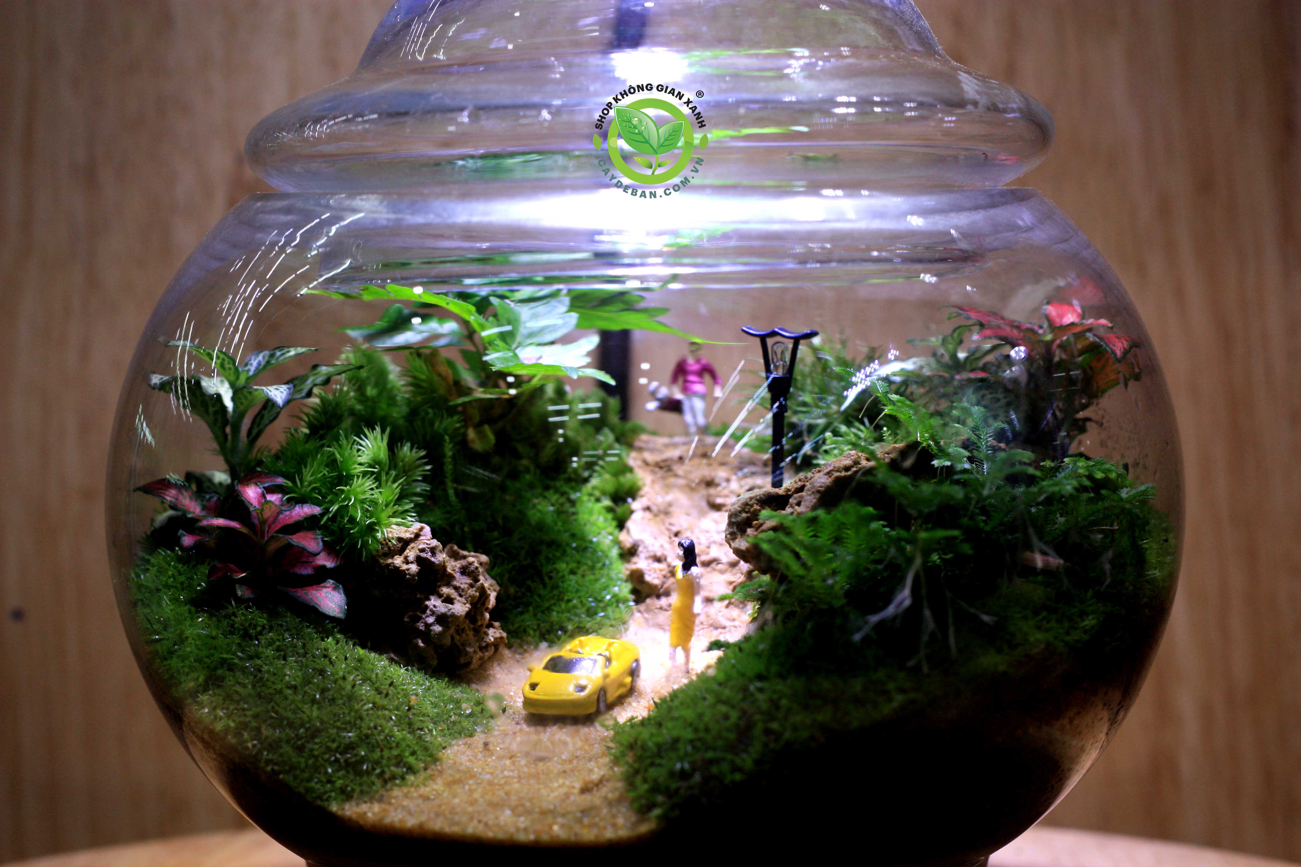 Terrarium Ang 17