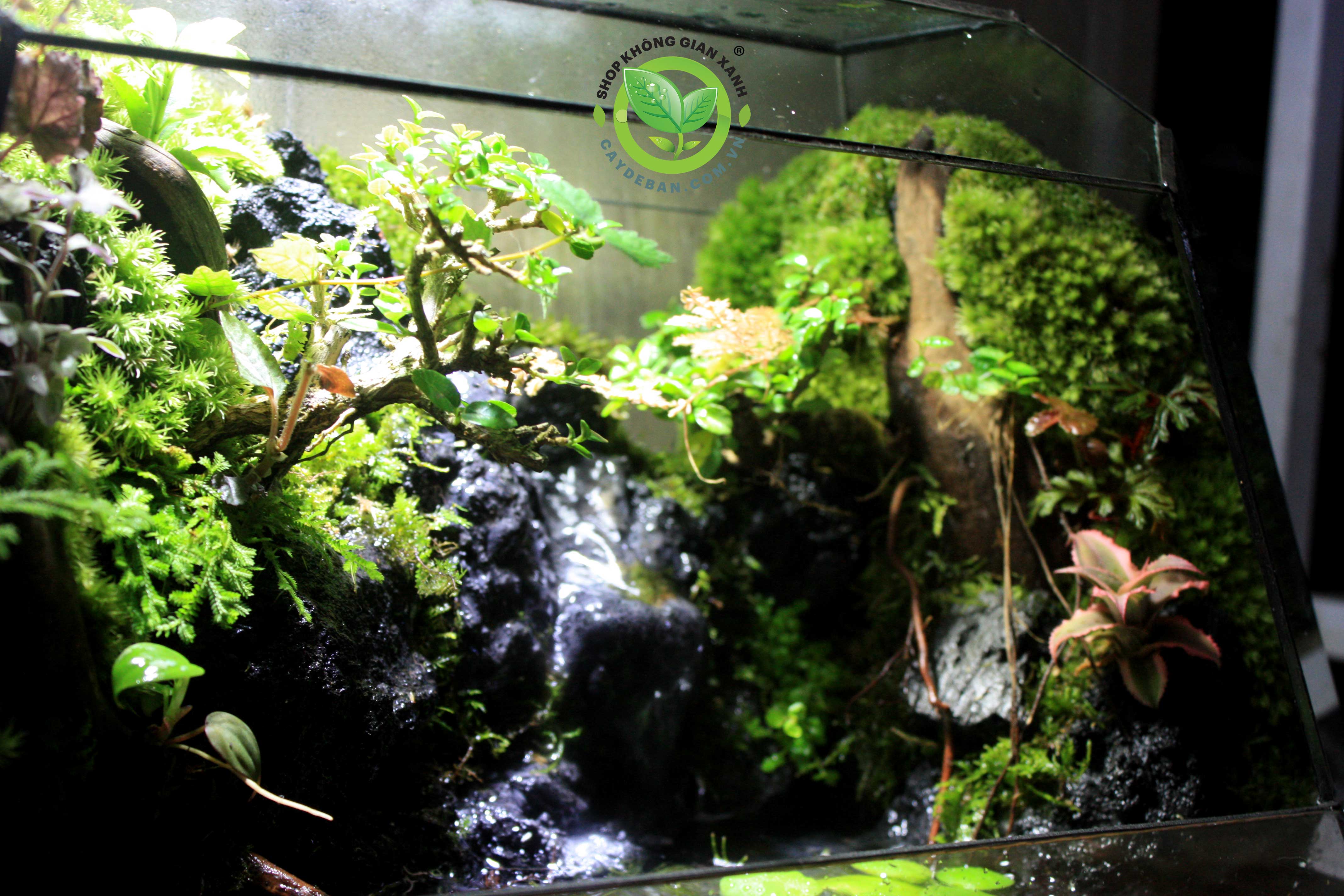 Paludarium/Bán cạn Đa Giác P104