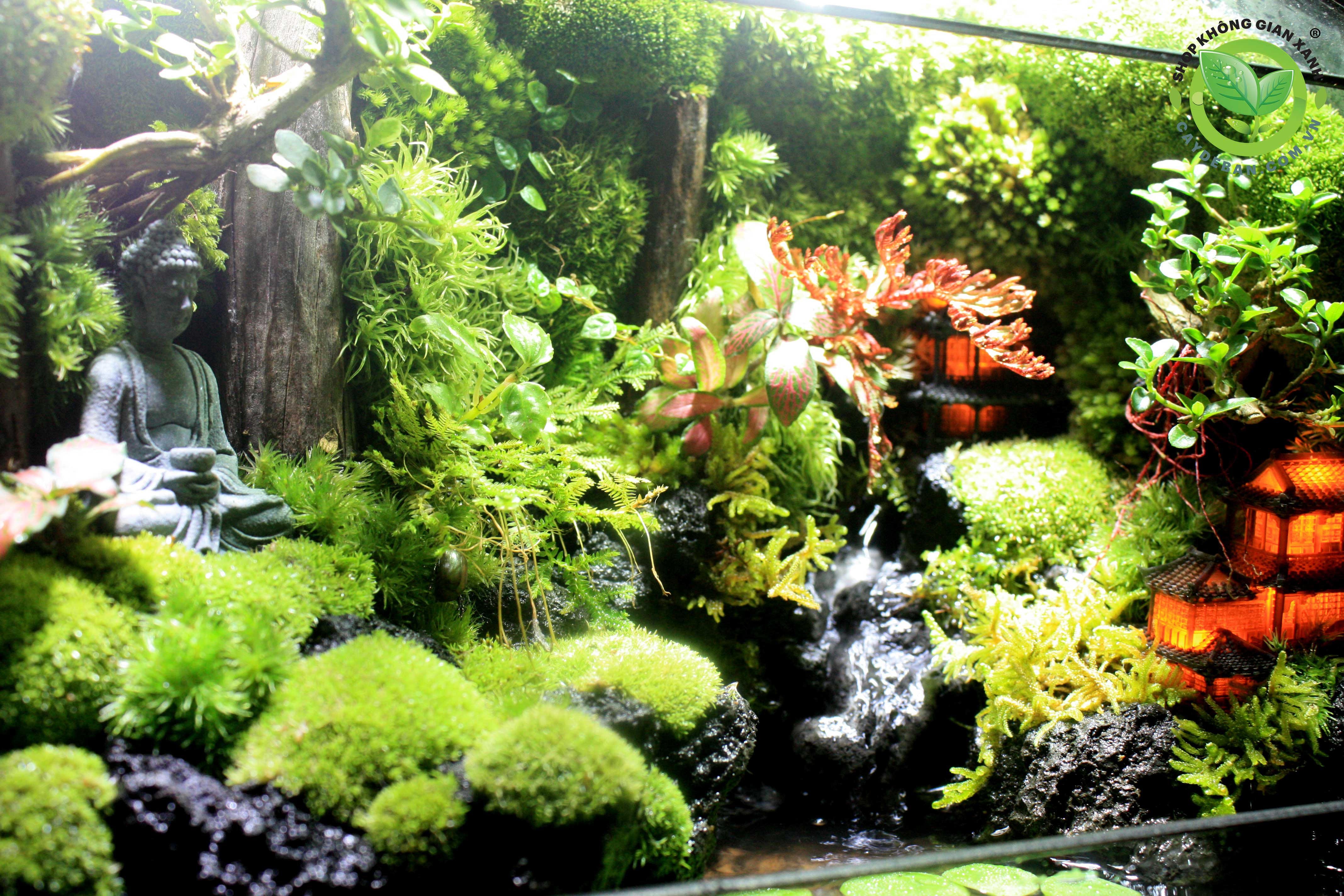 Paludarium Đa Giác P10.3 - Thiền bên suối