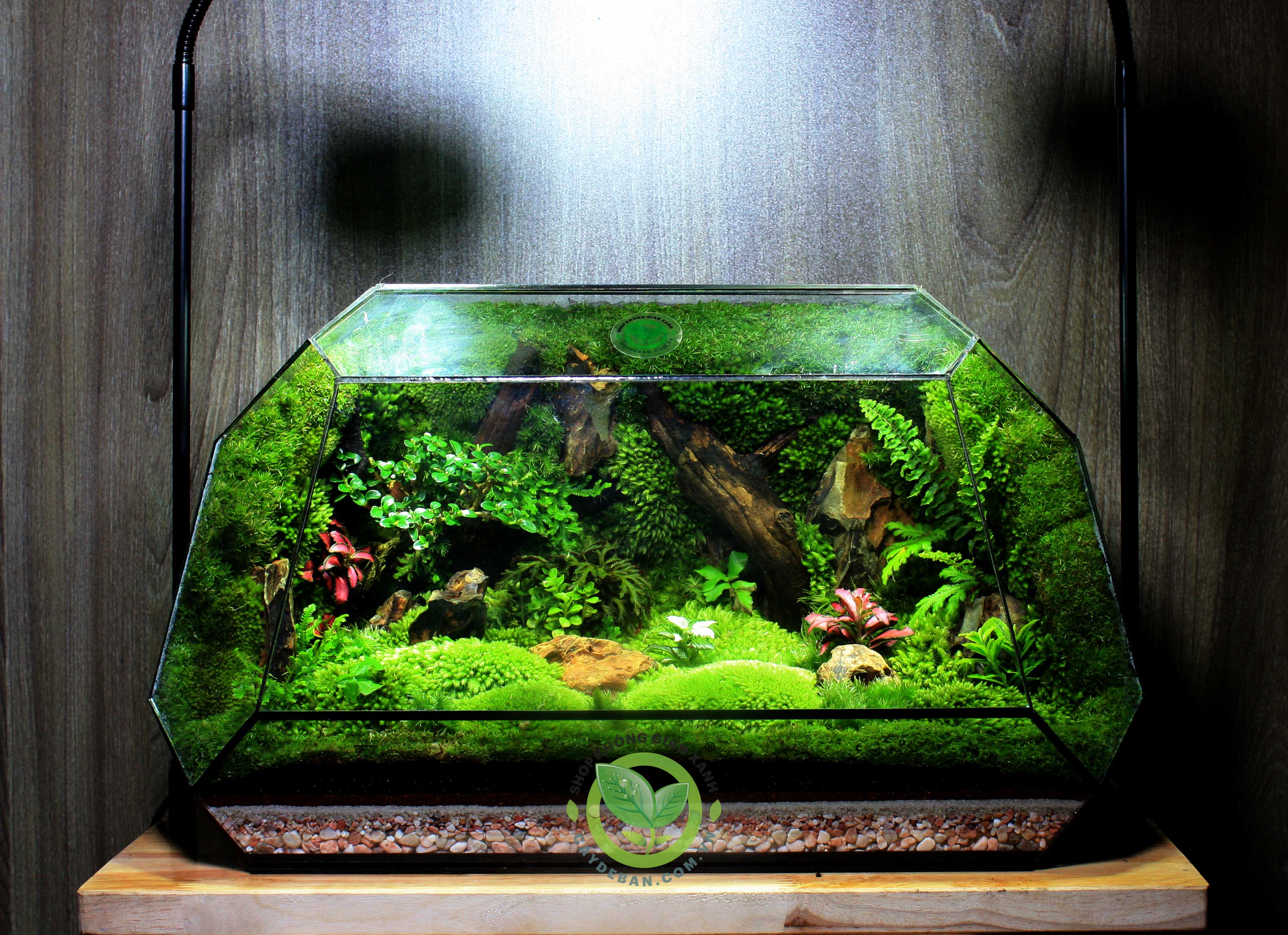 Terrarium Đa Giác T10.3