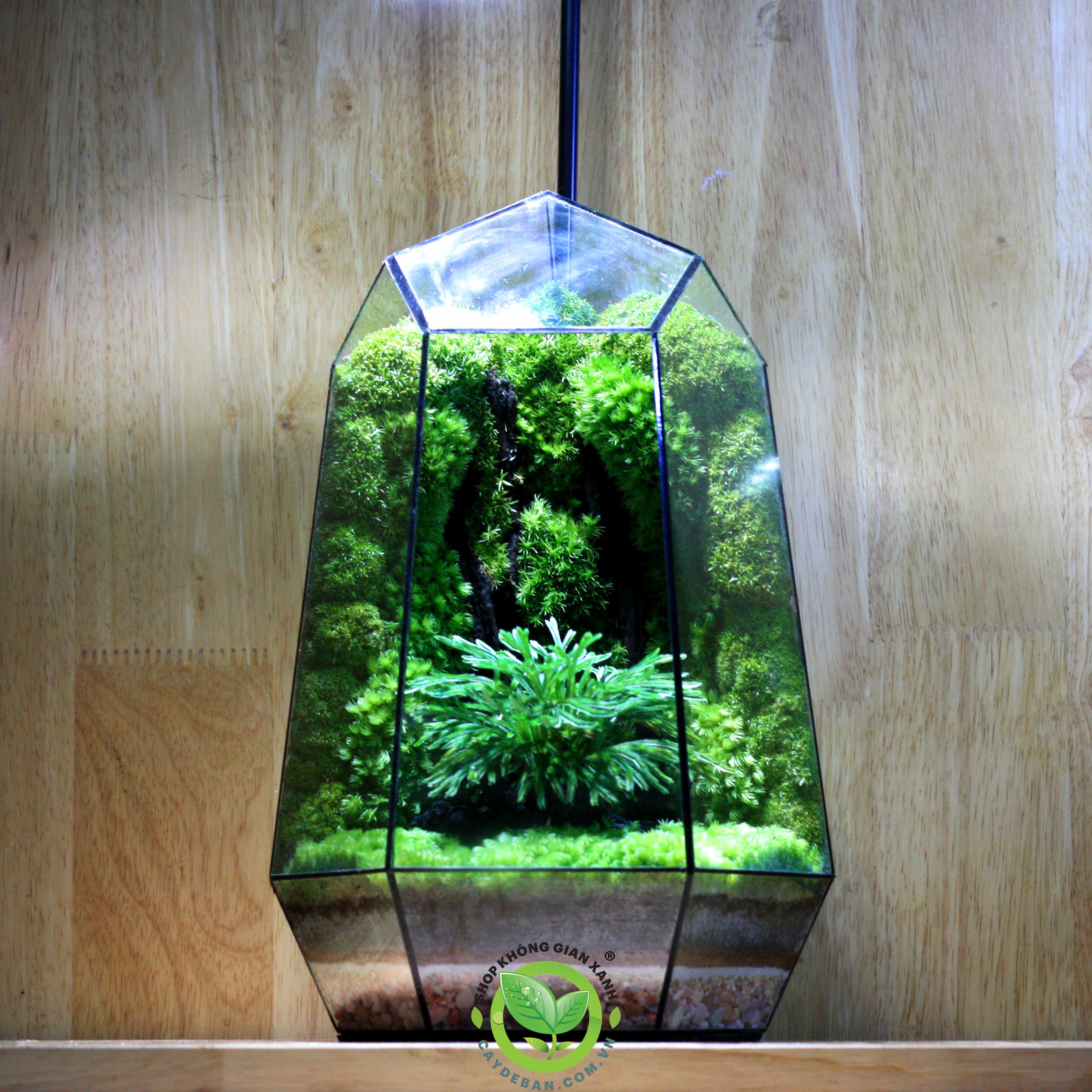 Terrarium Đa Giác 22.1