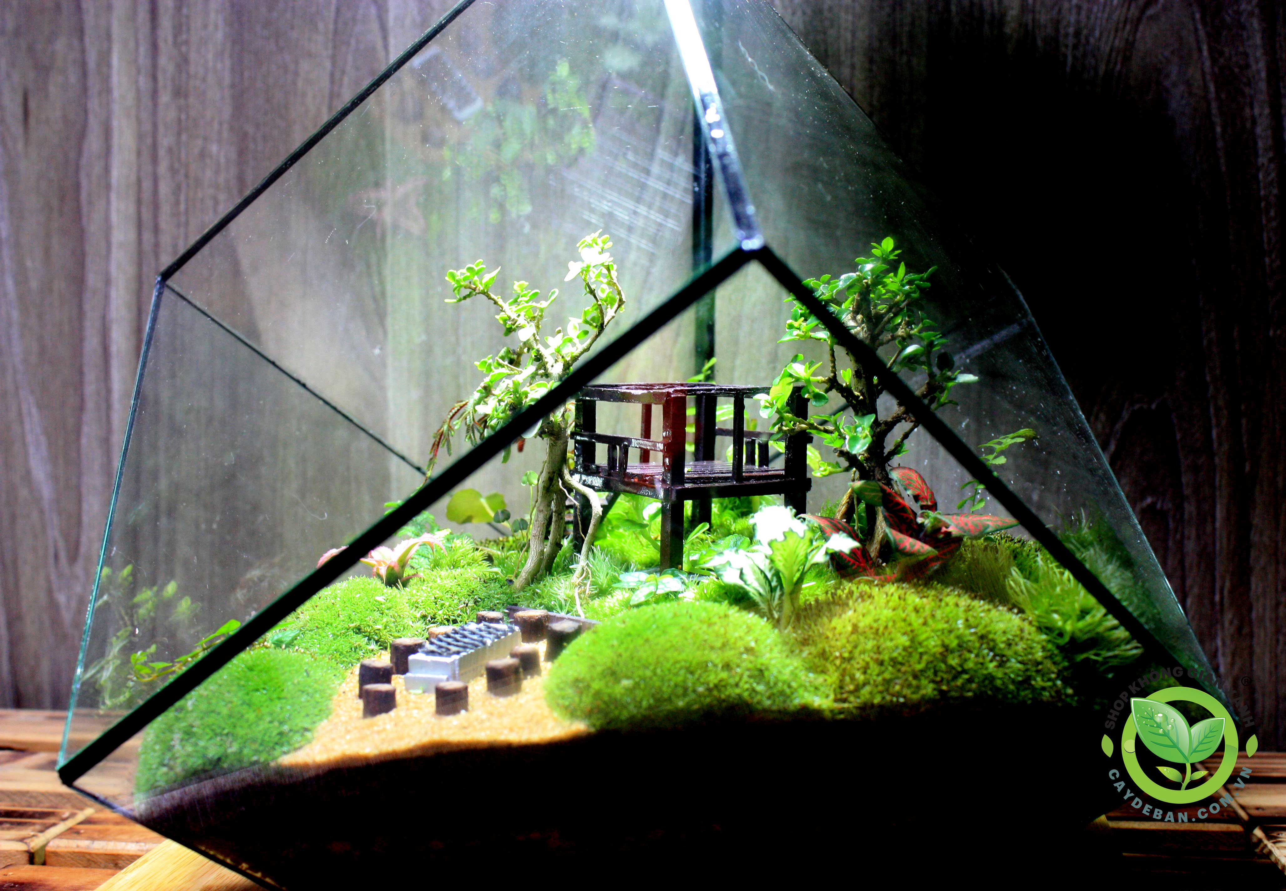 Terrarium Đa Giác T24.1 Home garden