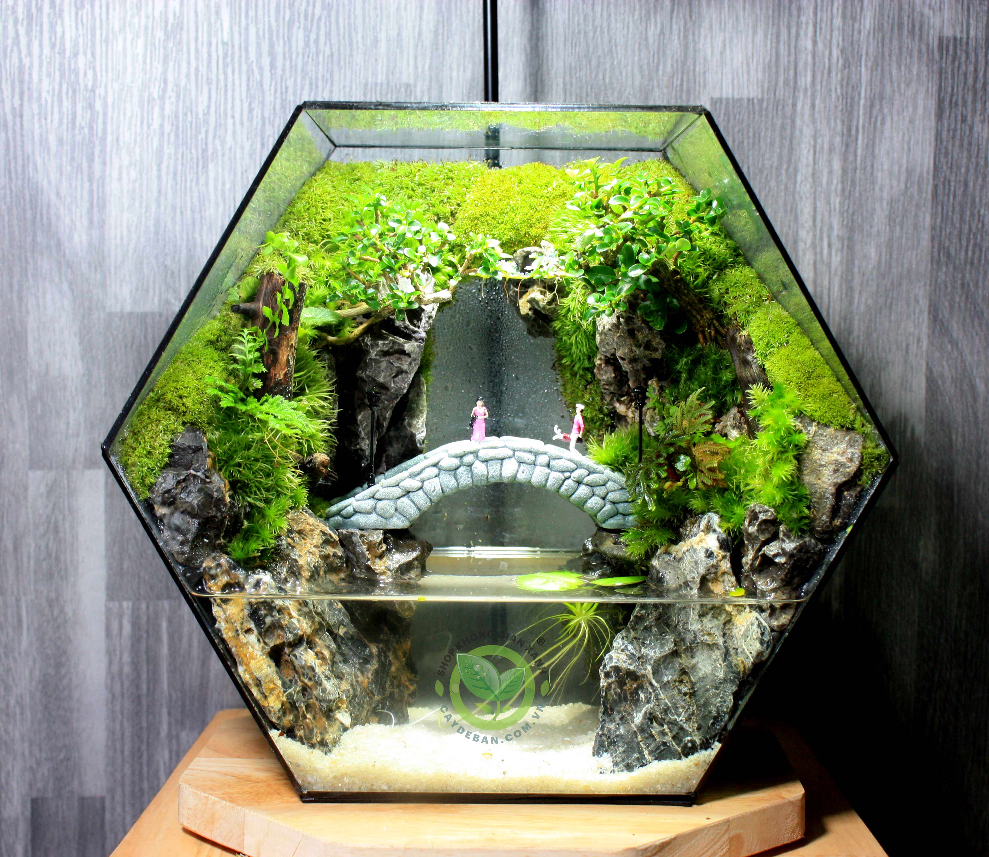 Paludarium/Bán cạn Đa Giác P33