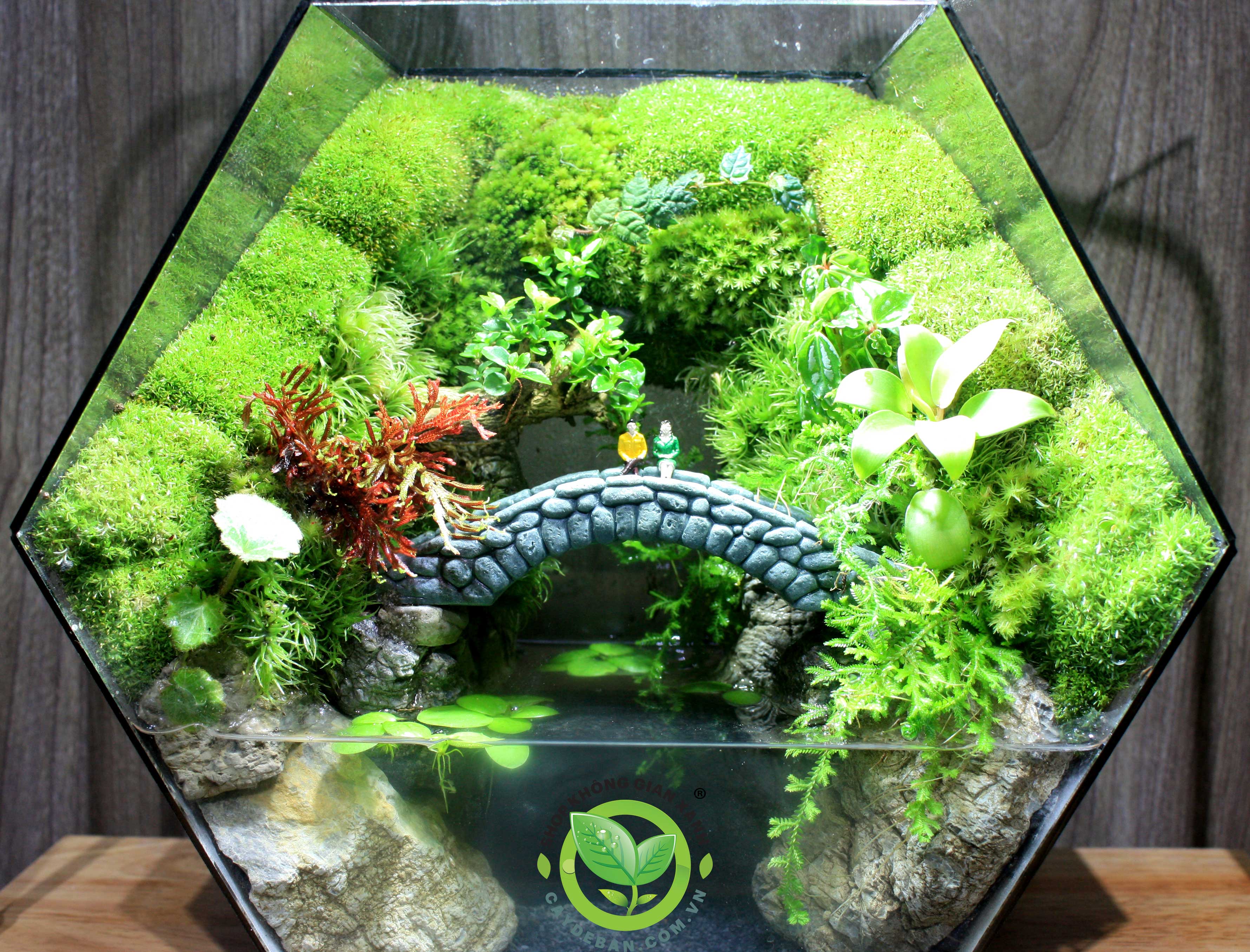 Paludarium/Bán cạn Đa Giác P33