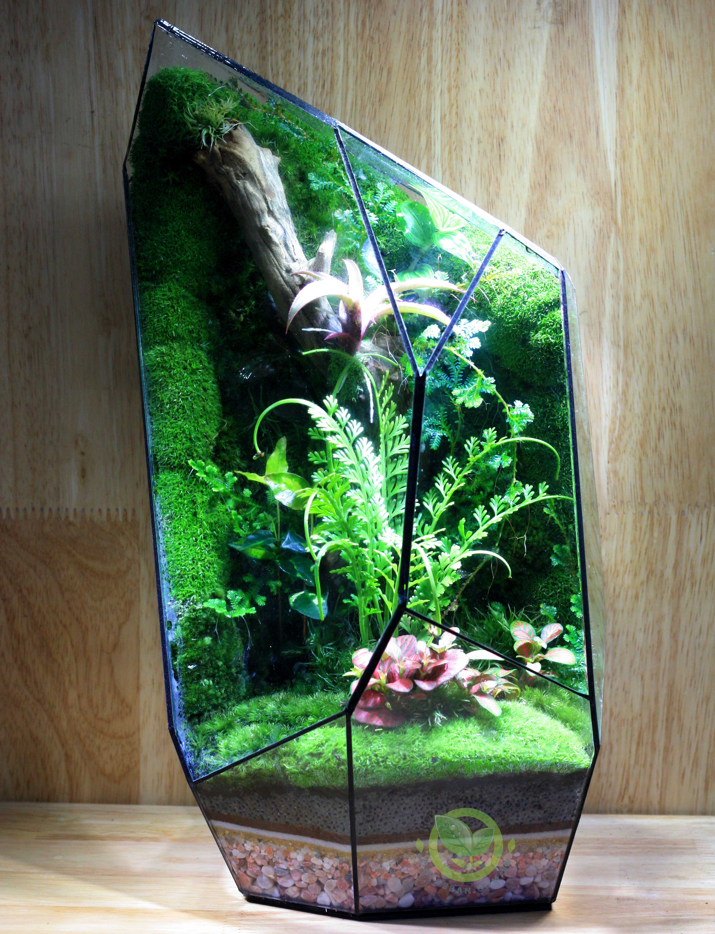 Terrarium Đa Giác 9