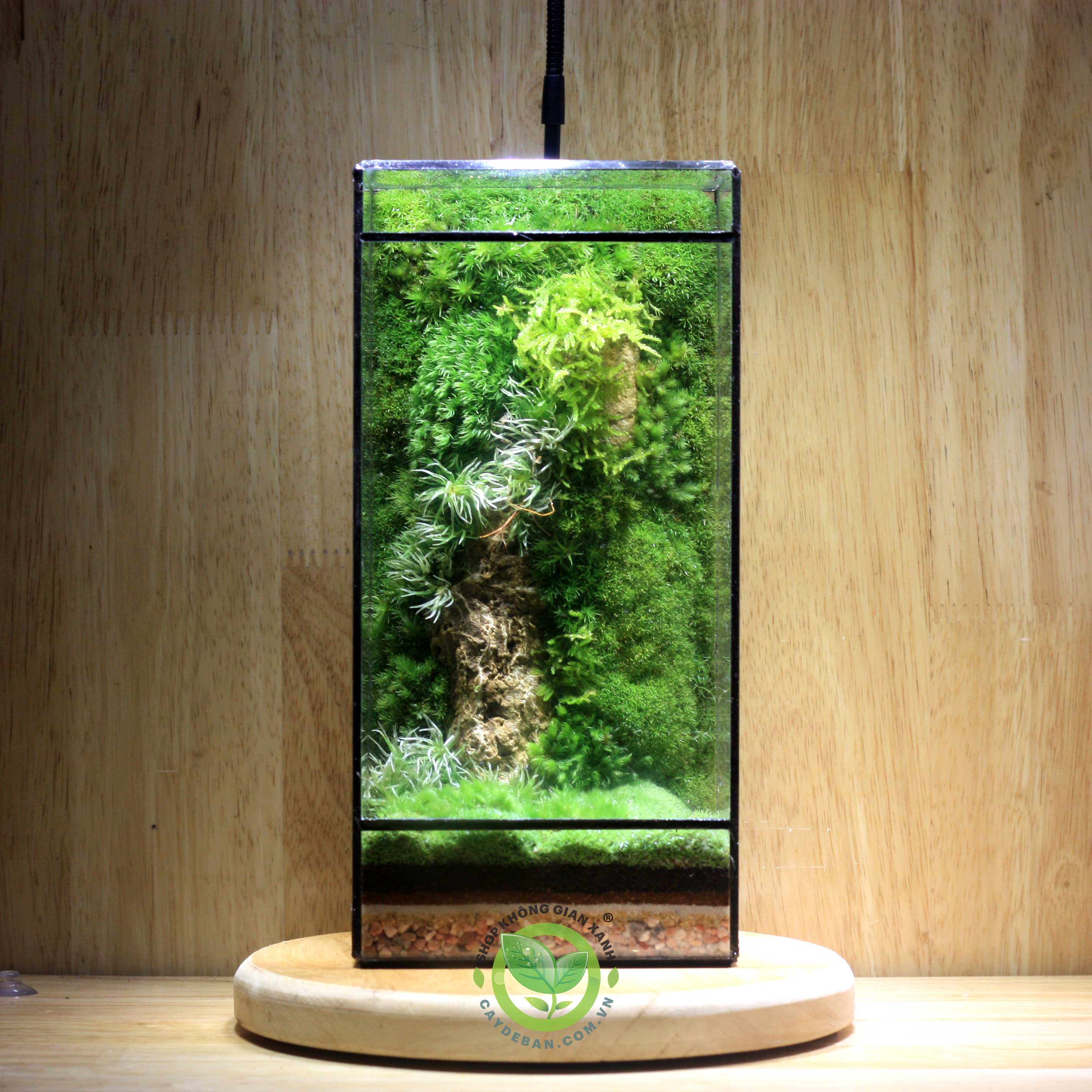 Terrarium Đa Giác 18