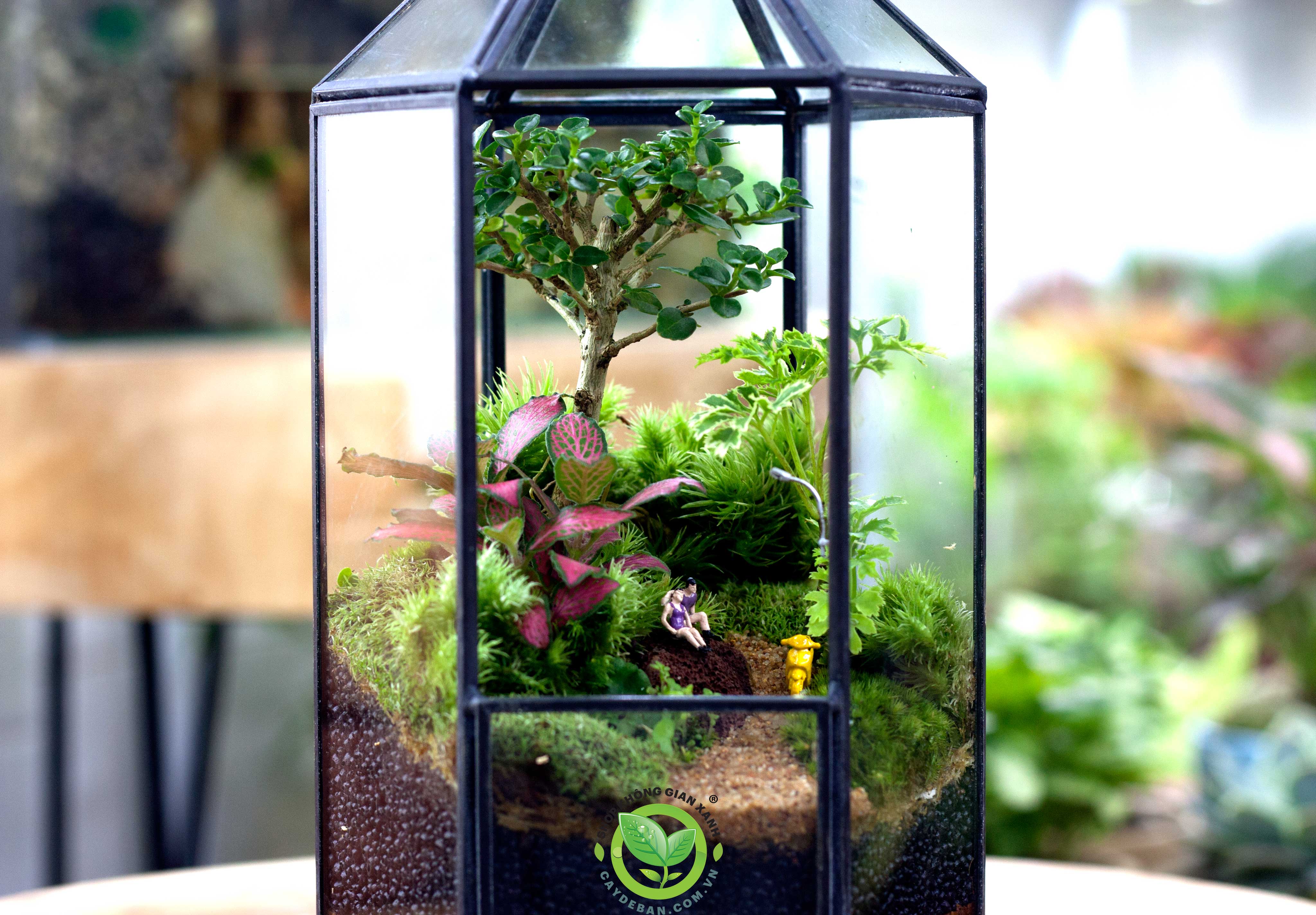 terrarium-da-giac-tru-luc-giac-d