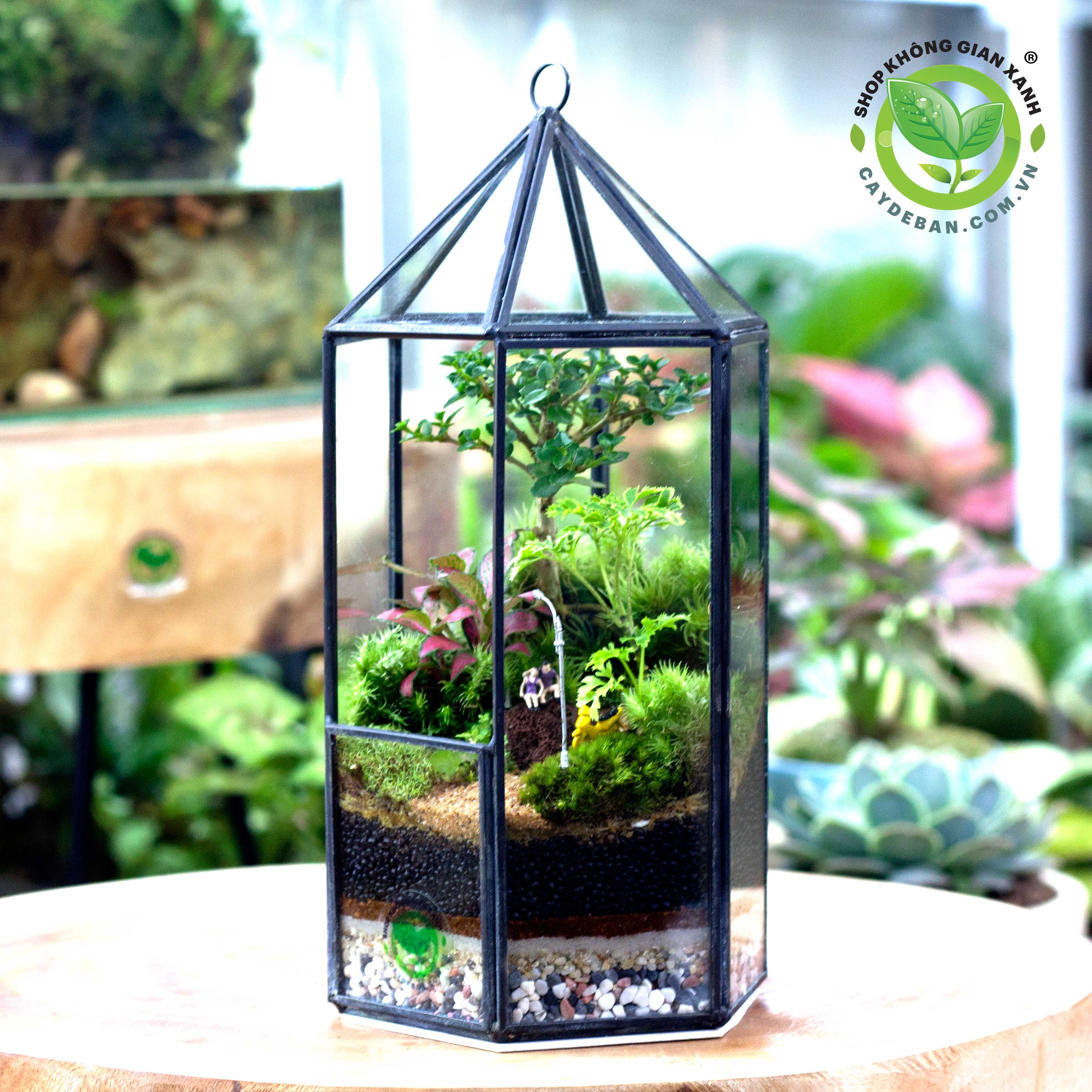 terrarium-da-giac-tru-luc-giac-e