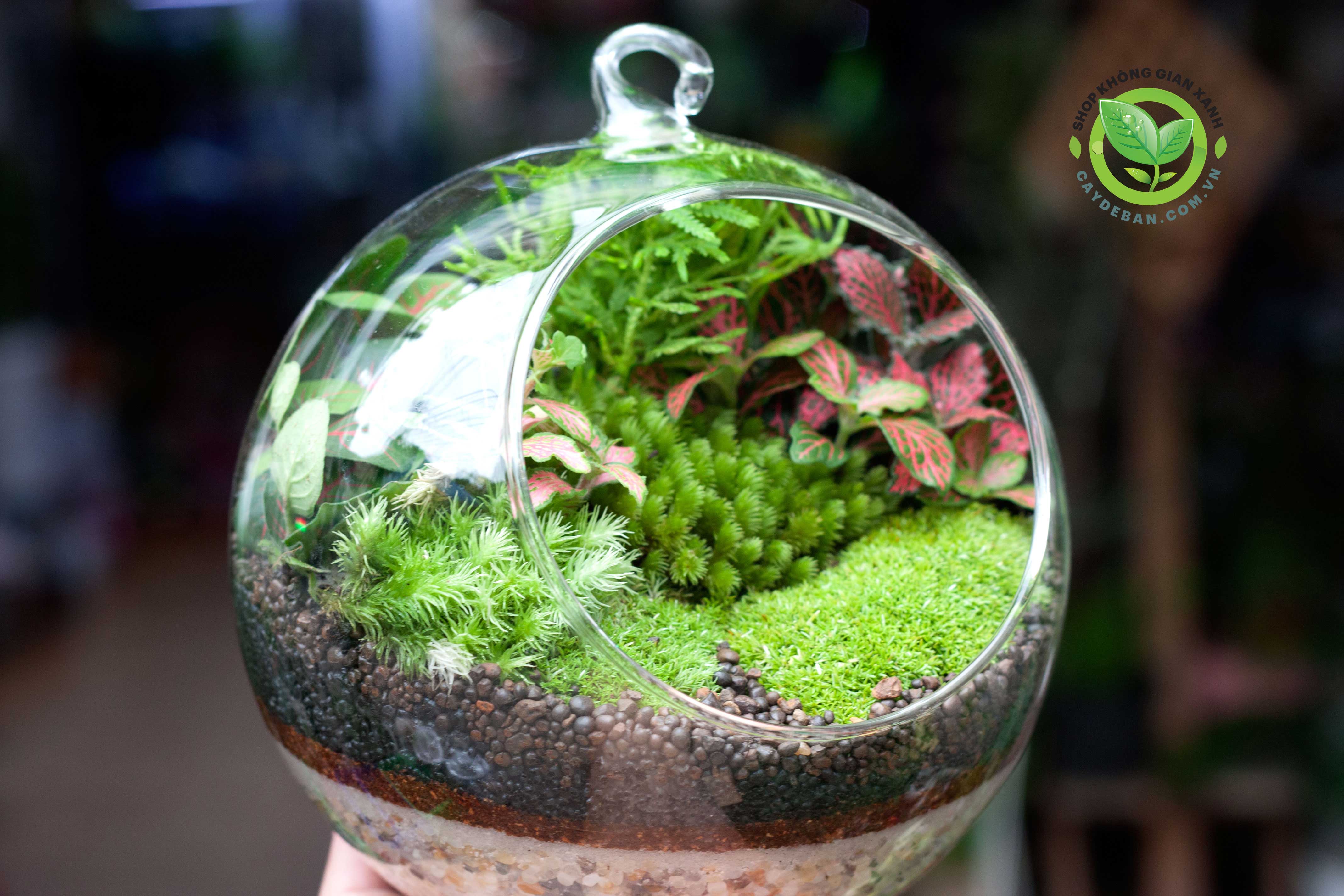 terrarium-cau-treo