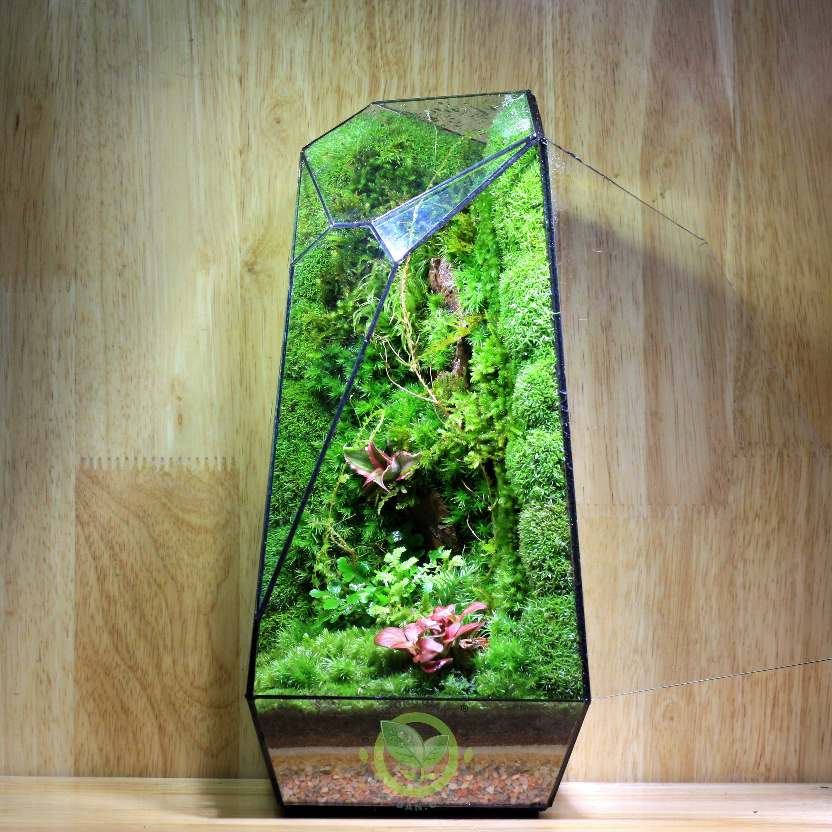 Terrarium Đa Giác 13