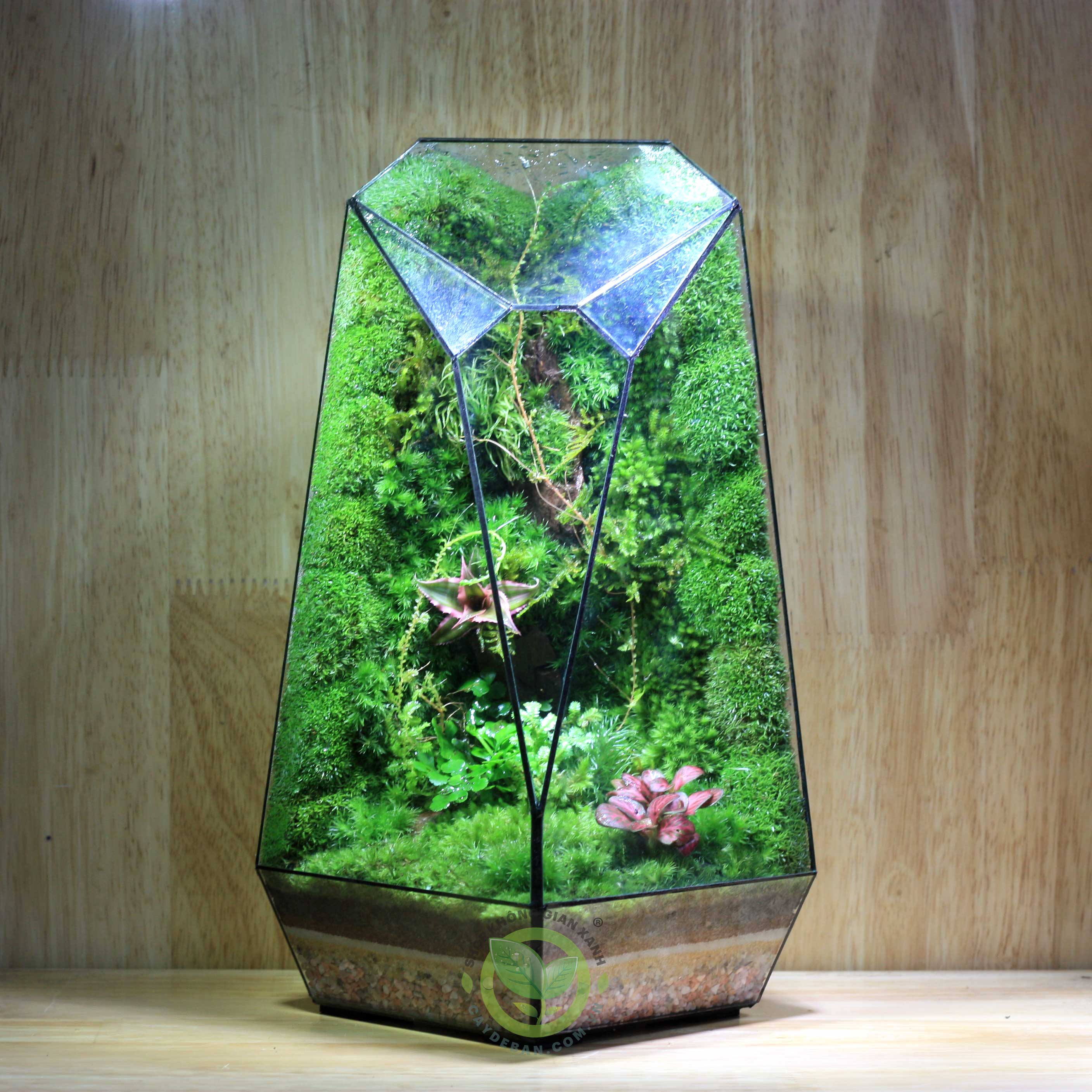 Terrarium Đa Giác 13