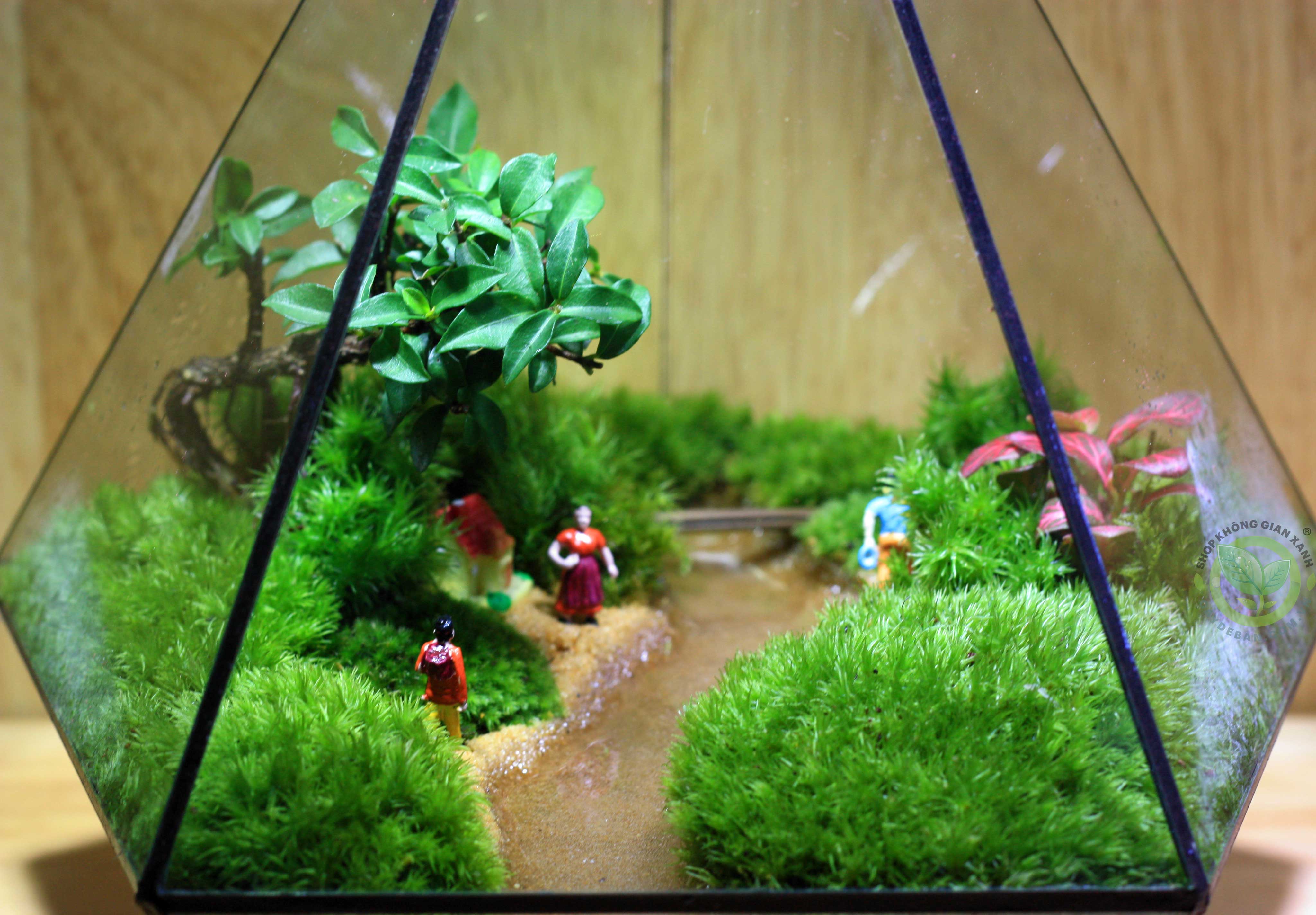 Terrarium Đa Giác MS15 - Đồng Quê