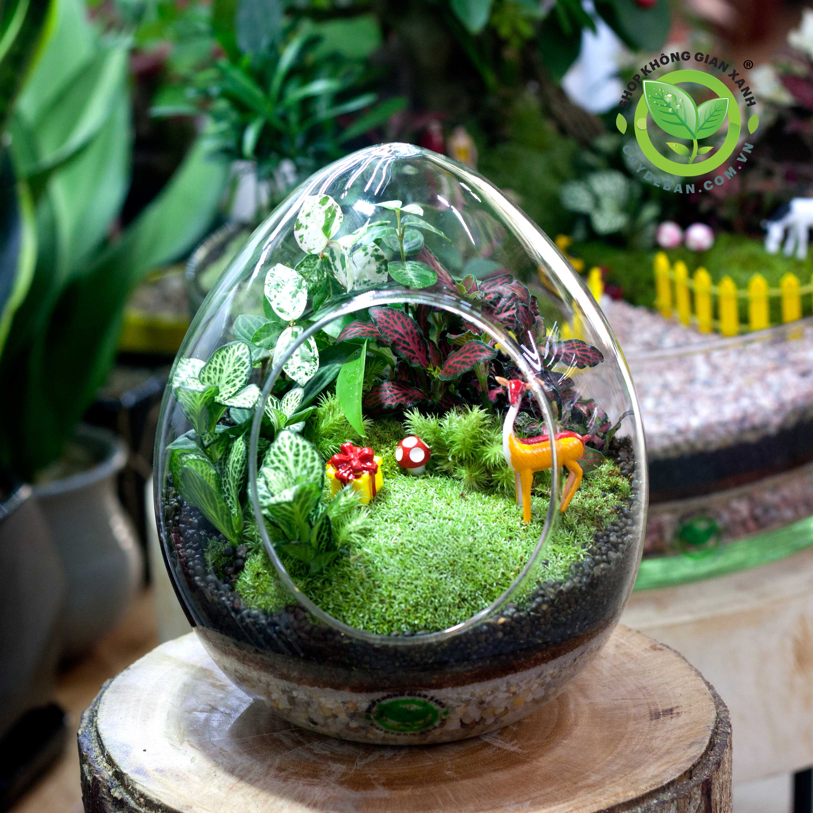 terrarium-qua-trung-lon