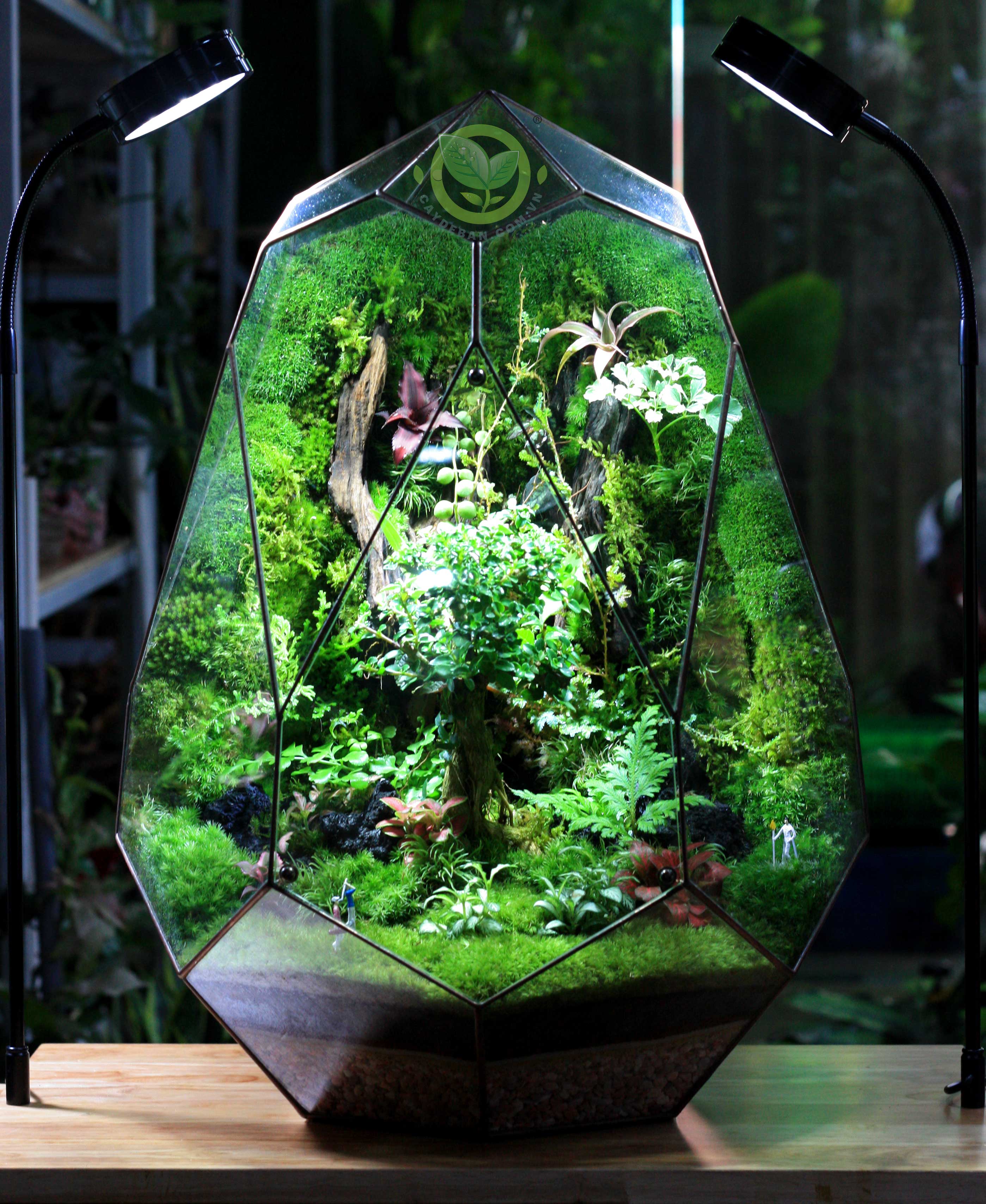 Terrarium Đa Giác Trứng Phụng Hoàng