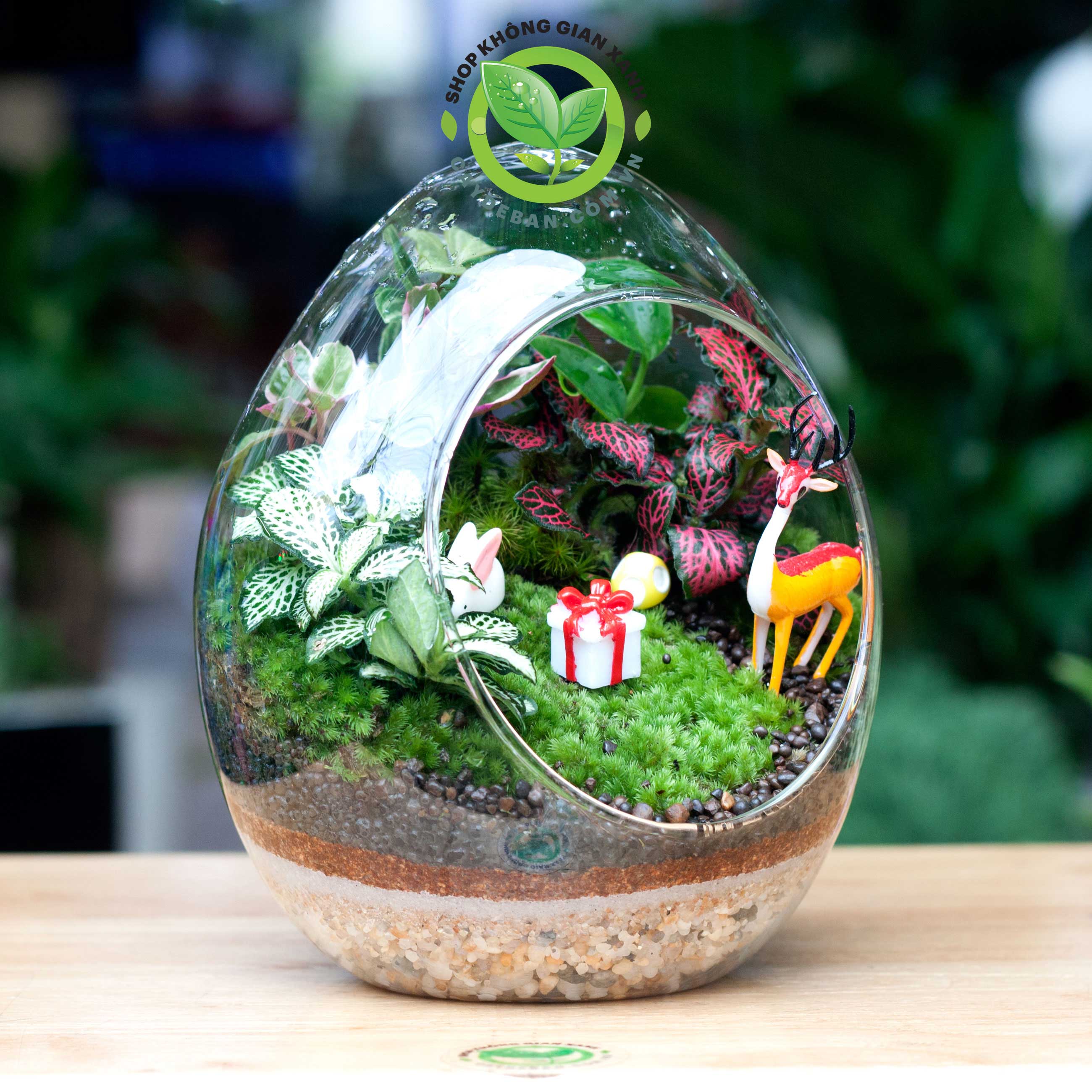 terrarium-qua-trung