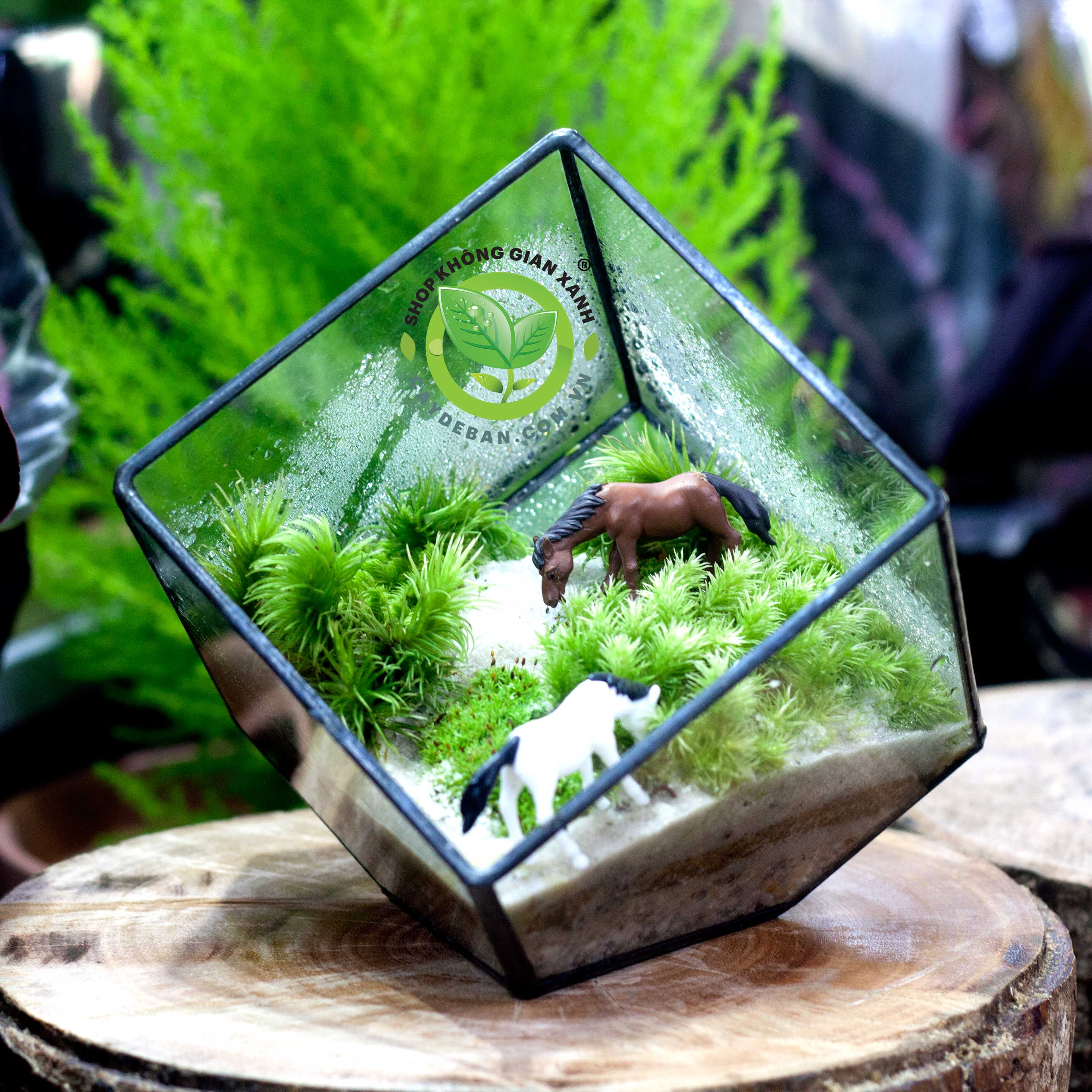 terrarium-da-giac-vuong-10