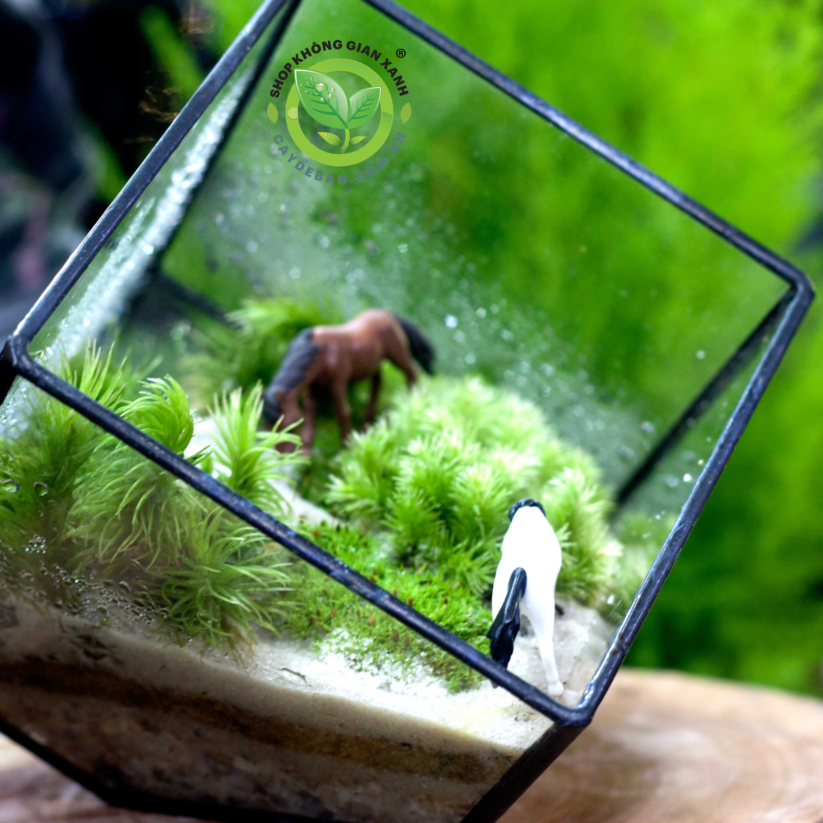 terrarium-da-giac-vuong10