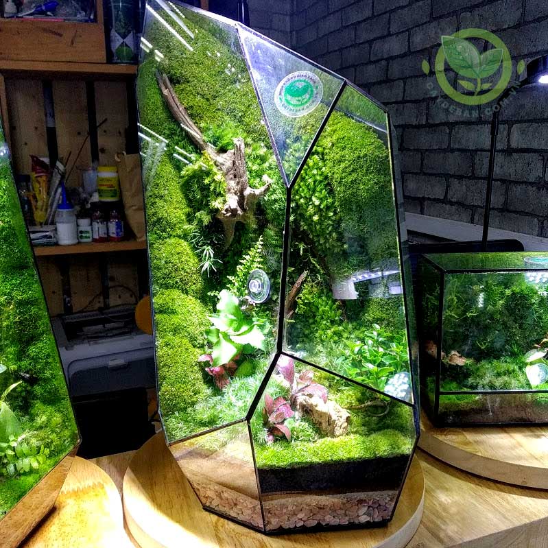 Terrarium Đa Giác 9