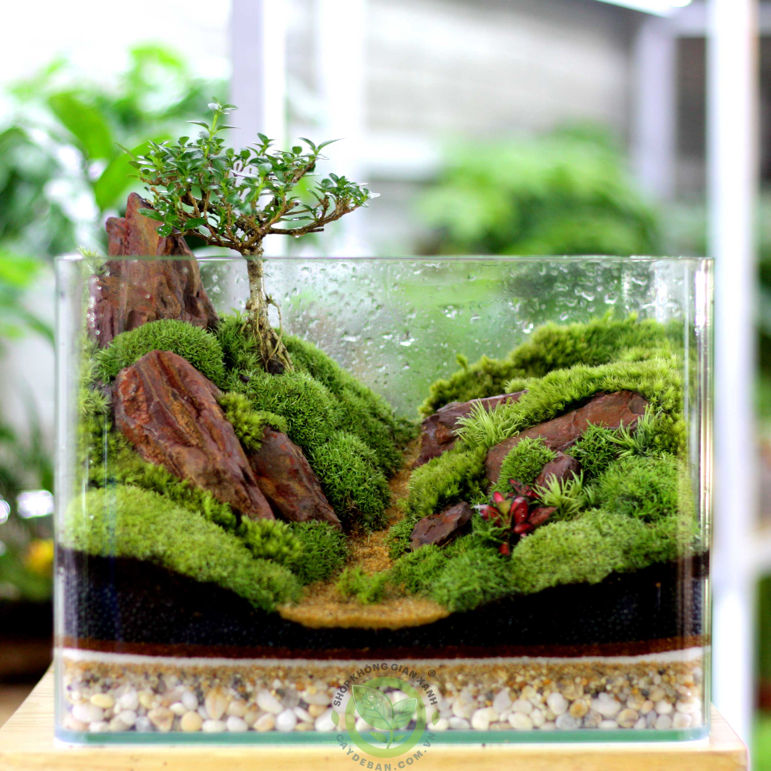 Terrarium Đồi Xanh