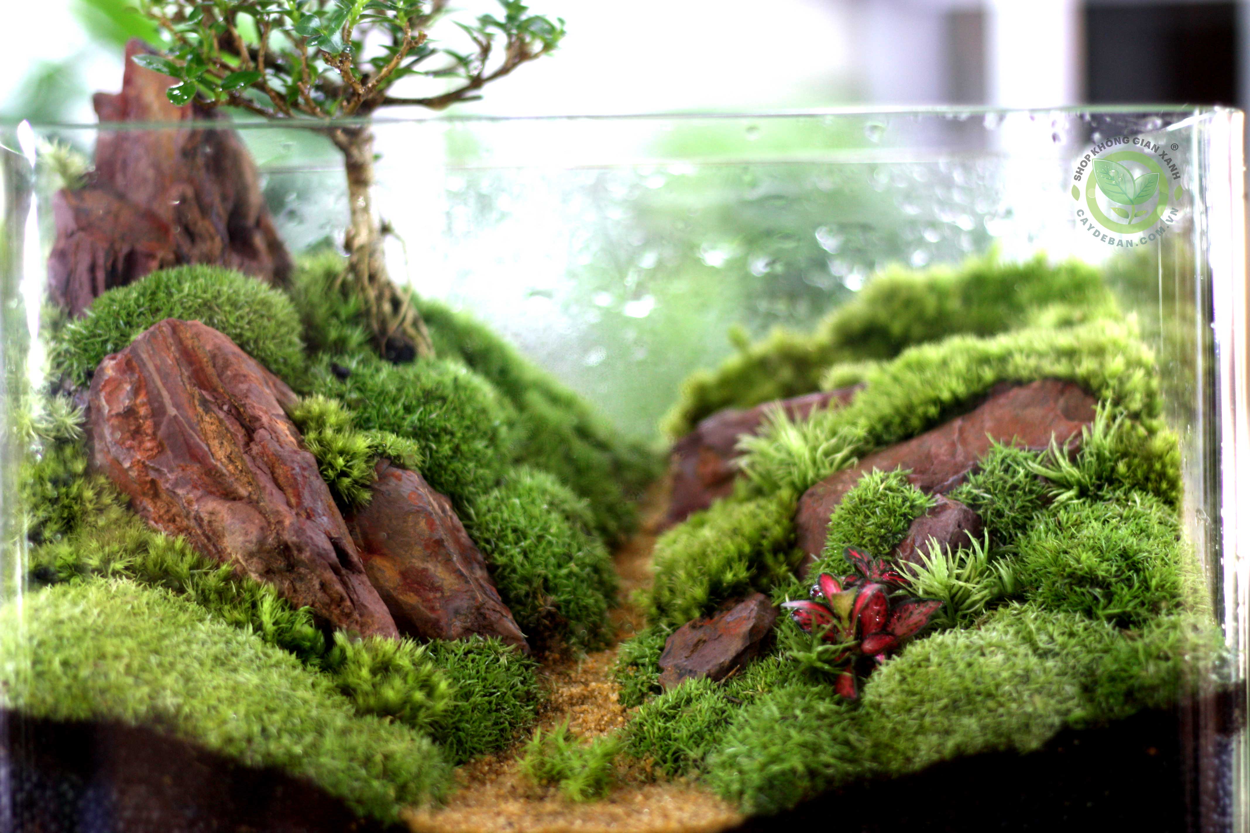 Terrarium Đồi Xanh