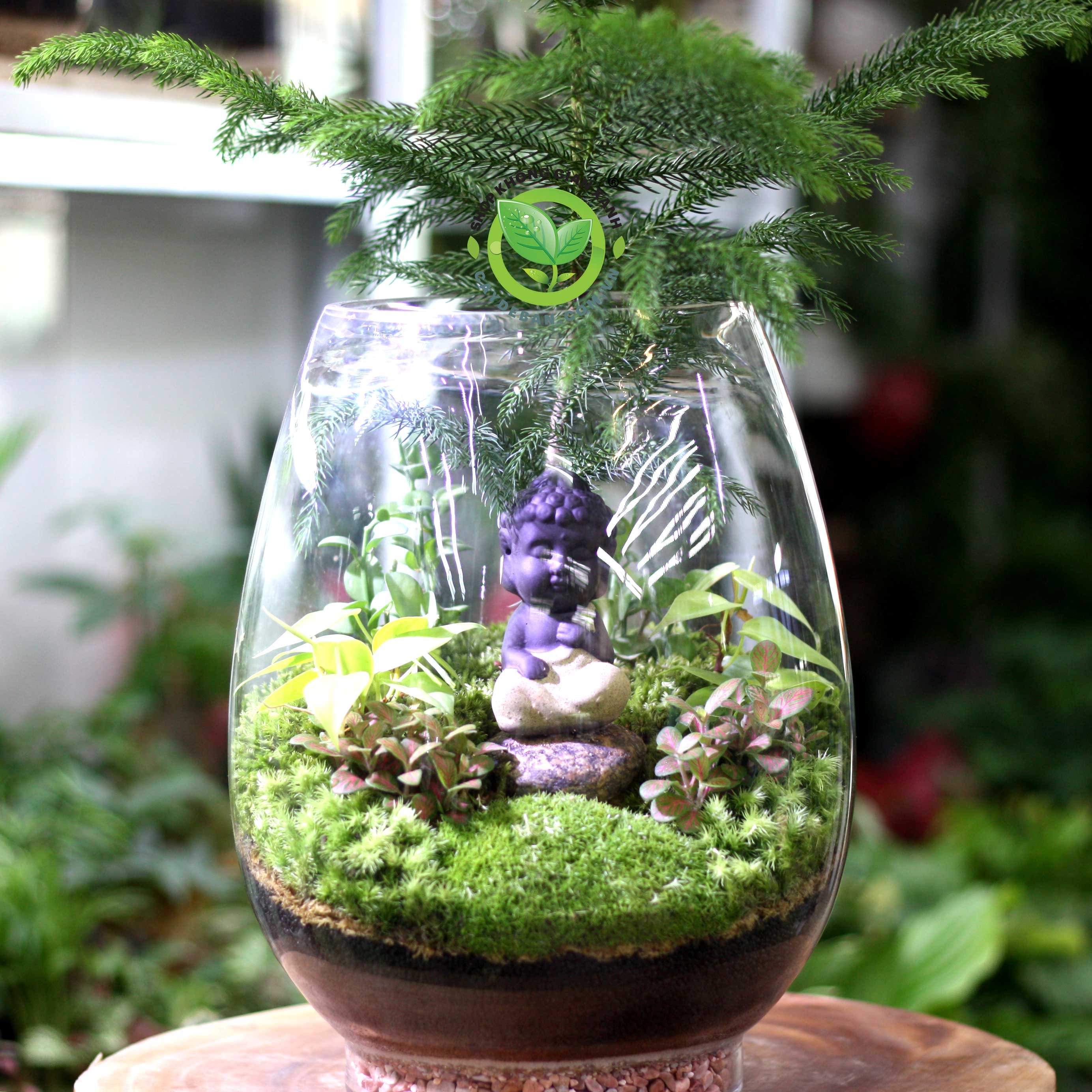 Terrarium-tinh-Tâm