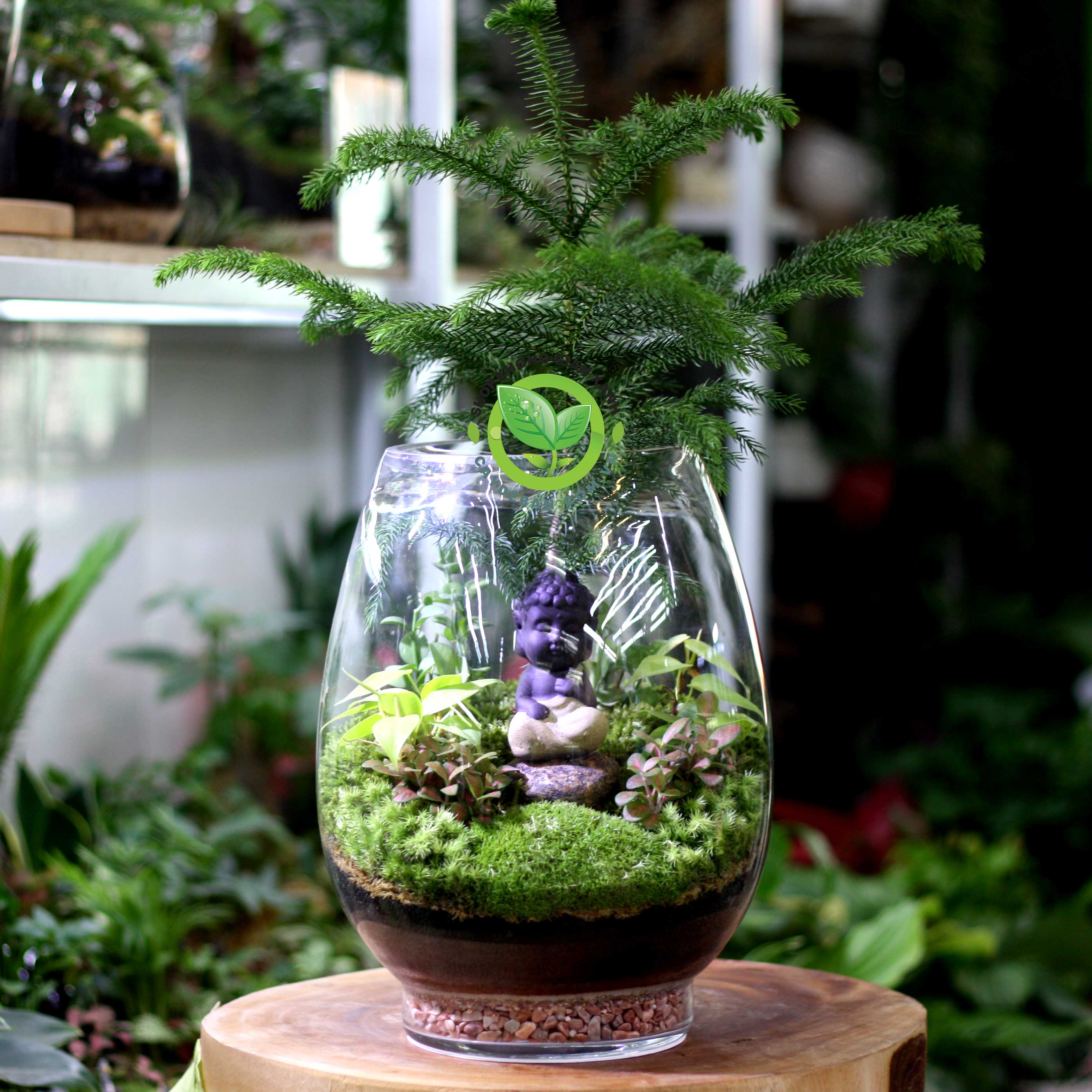 Terrarium Tĩnh Tâm