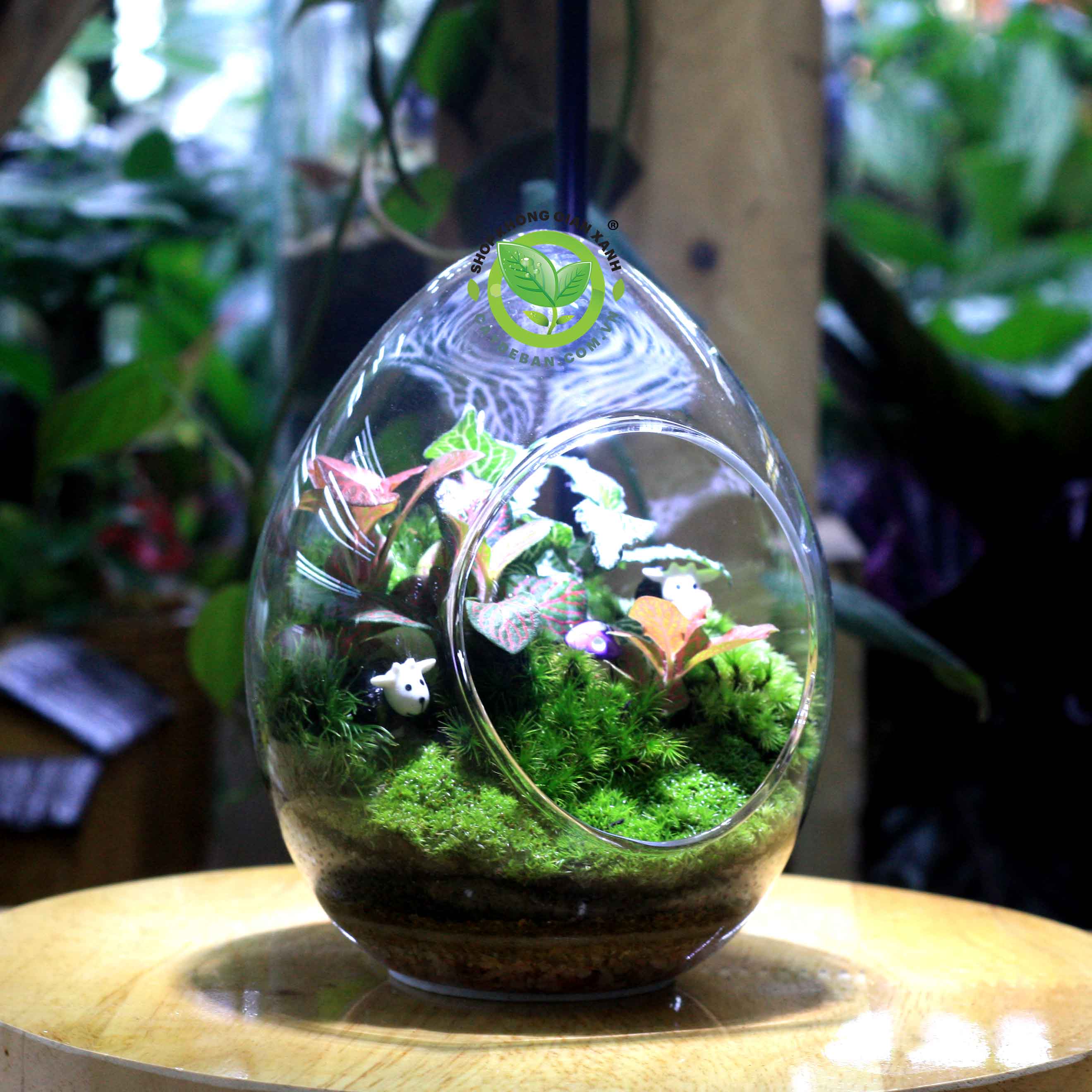 Terrarium Quả Trứng trung r