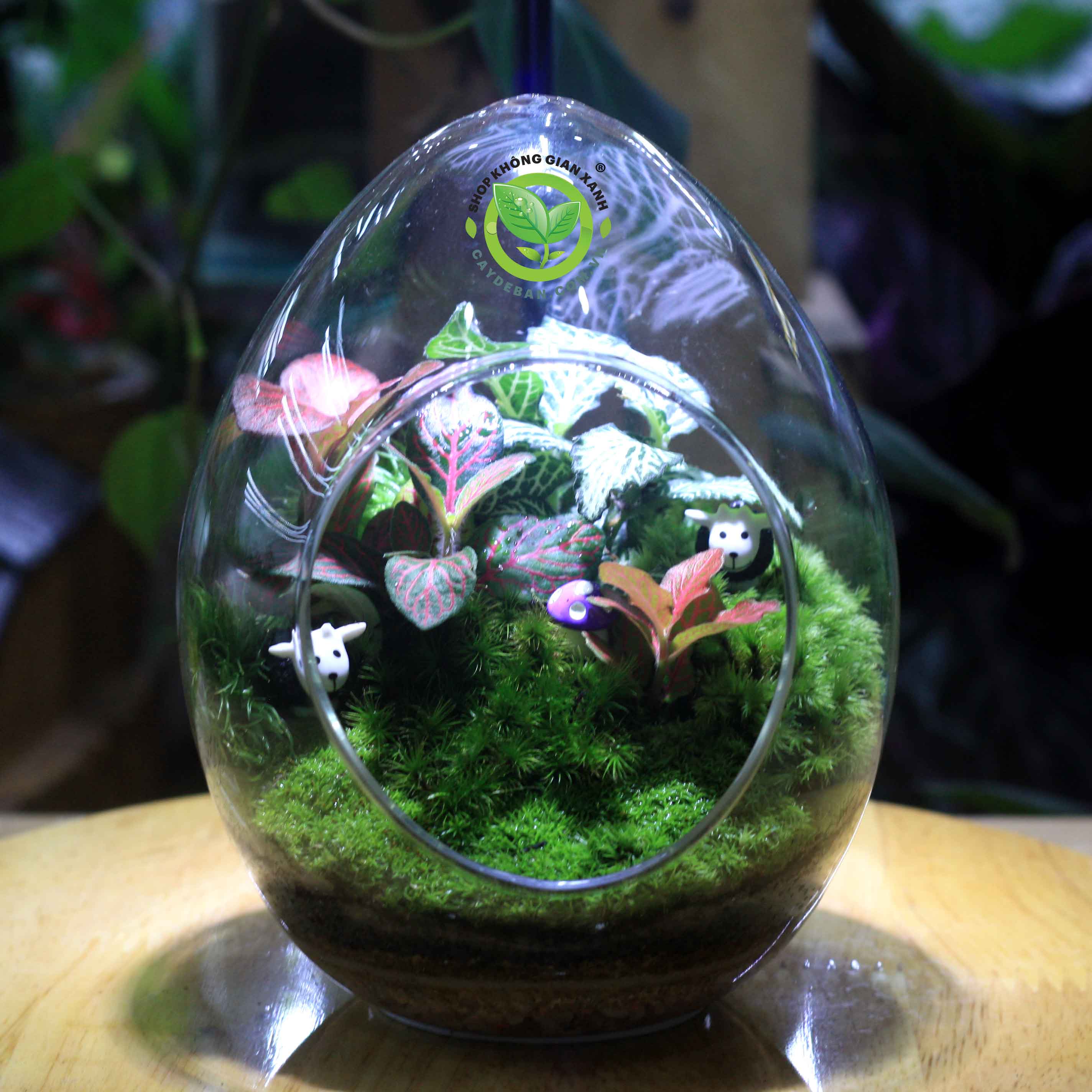 Terrarium Quả Trứng trung