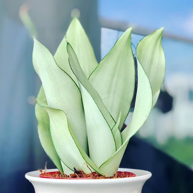 Cây Lưỡi Hổ Sansevieria Moonlight